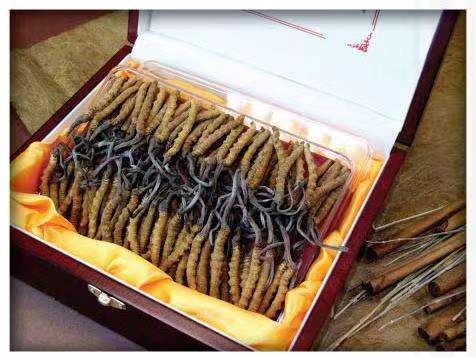 源汇冬虫夏草回收